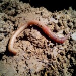 Kompostwurm